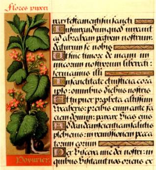Gravure enluminée “poyvrier d'Espagne” - 1508