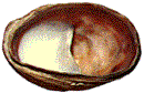 Crepidula fornicata