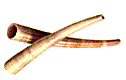 Dentalium entalis