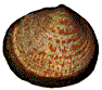 Pectunculus glycymeris