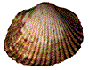 Cardium edule
