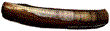 Solen marginatus