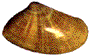 Donax anatinum