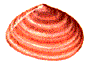Tellina tenuis