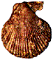 Chlamys varius