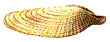Pholas dactylus