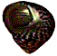 Trochocochlea crassa
