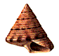 Calliostoma zizyphinum