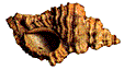 Ocenebra erinacea