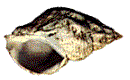 Buccinum undatum