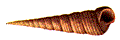 Turritella communis