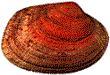 Tapes decussatus