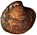 Venus verrucosa