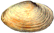 Mya arenaria