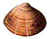 Mactra corallina