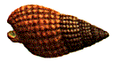 Nassarius reticulatus