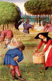 Cueillettes des pommes, in le Rustican (1460), Pierre de Crescens - Musée Condé - Chantilly