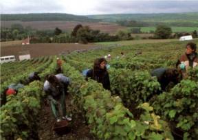 Vendange manuelle en Champagne