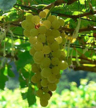 chenin blanc