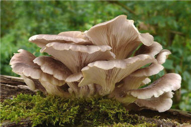 Pleurote