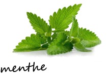 menthe - ja6