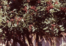 Lentisques