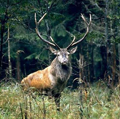 Cerf